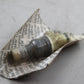 Original BMW E30 320i 323i 325e E28 E34 Einspritzventil FD*852 13641706414